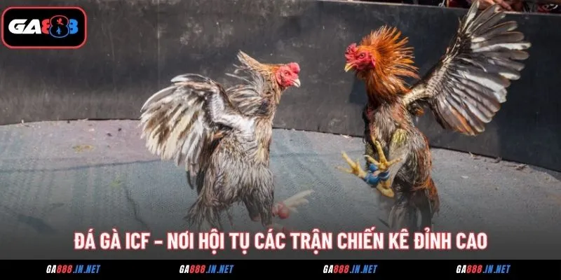 da ga icf noi hoi tu cac tran chien ke dinh cao