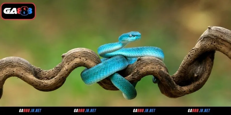 Giấc mơ thấy rắn còn là thông điệp từ tiềm thức