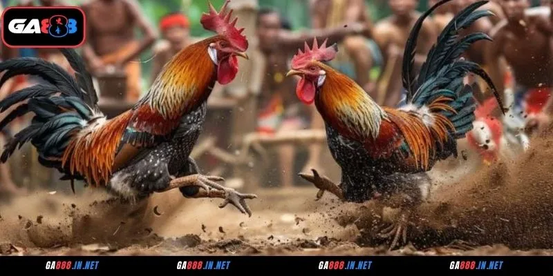 Giới thiệu chung về sảnh đá gà CFE