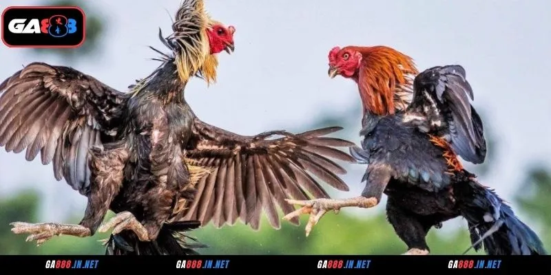 Những điểm tạo nên sức hút của đá gà ICF GA888