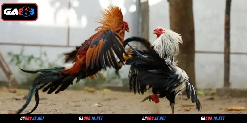 Những trận đá gà CFE đáng theo dõi